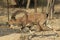 Ein Gedi wild Ibex in the Desert of Judea, Holy Land