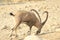 Ein Gedi wild Ibex male in the Desert of Judea, Holy Land