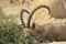 Ein Gedi wild Ibex male in the Desert of Judea, Holy Land