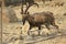 Ein Gedi wild Ibex male in the Desert of Judea, Holy Land