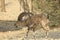 Ein Gedi wild Ibex male in the Desert of Judea, Holy Land