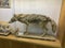 Ein Harod, Israel - March 18, 2019: Beit Shturman Museum. Jackal, slender long-legged wild dog