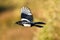 Ekster, Eurasian Magpie, Pica pica