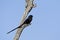 Eksterklauwier, Magpie Shrike, Urolestes melanoleucus