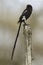 Eksterklauwier, Magpie Shrike, Urolestes melanoleucus