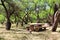 El Bosquecito Picnic Area in Colossal Cave Mountain Park