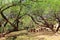 El Bosquecito Picnic Area in Colossal Cave Mountain Park