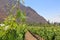 El Cafayate vineyards with mountain backdrop, Argentina