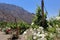 El Cafayate vineyards with mountain backdrop, Argentina