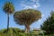 El Drago 1000 years old draceana tree