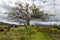 El Lechero, the sacred tree of Otavalo