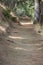 El Pilar Pine Forest Path, La Palma, Spain