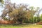 El Sabino oldest and largest tree in Zimapan Hidalgo Mexico