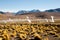 El Tatio Geyser Field - Chile