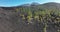 El Tiede volcano rocky landscape national park. Rough stone volcanic landscape. Light green trees in a cliff landscape
