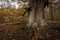 El Tiemblo chestnut natural reserve, in Avila, Castilla y Leon