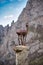 El Tombo viewpoint with a chamois silhouette, Picos de Europa National Park, Valdeon valley, Leon, Spain