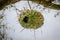 Elaborate African weaver bird nest hanging from thorny tree in Senegal, Africa