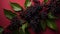 Elaborate Fruit Arrangement: Ripe Black Elderberry On Red Background