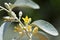 Elaeagnus angustifolia , Russian olive flower