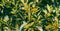Elaeagnus ebbingei Gilt Edge. Abstract background with green and yellow leaves