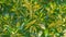 Elaeagnus ebbingei Gilt Edge. Abstract background with green and yellow leaves