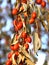 Elaeagnus fruit