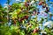 Elaeagnus multiflora (Goumi, Gumi, Natsugumi, or Cherry silverberry