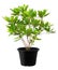 Elaeocarpus grandiflorus, Green leaf tree plant fresh nature