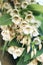 Elaeocarpus grandiflorus sm. flowers