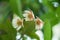 Elaeocarpus littoralis flowers