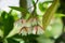 Elaeocarpus littoralis flowers