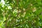 Elaeocarpus littoralis flowers