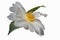 Elaine Lee hybrid camellia flower