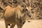 Eland antelope