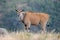 Eland antelope