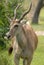 Eland antelope