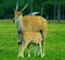 Eland antelope