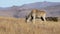 Eland antelope feeding in grassland