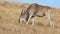 Eland antelope feeding in grassland