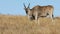 Eland antelope feeding in grassland