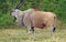 Eland Antelope - Largest Antelope