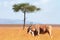 Eland antelope, Masai Mara