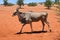 Eland antelope in Namibia