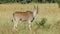 Eland antelope in natural habitat