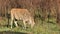 Eland antelope in natural habitat