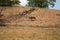 Eland antelope, nature reserve and zoo in the steppe