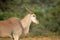 Eland antelope portrait