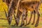 Eland antelope portrait in a South African game reserve