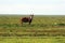 Eland Antelope on the Serengeti Plain